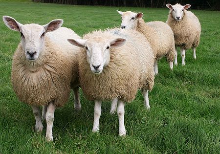 Queste pecore dicono no al mulesing. Per sapere che cosa è il mulesing e dirgli no anche tu, vieni alla mia conferenza!