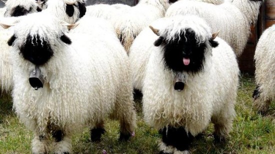 Valais-Blacknose-550x308