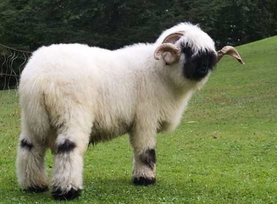 Valais-Blacknose4-550x405